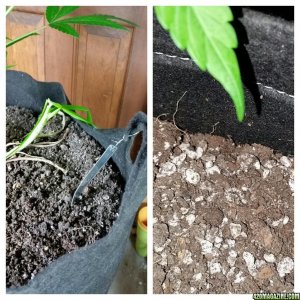 Smartpot vs Geopot