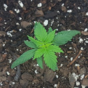 Girl Scout Cookies seedling!