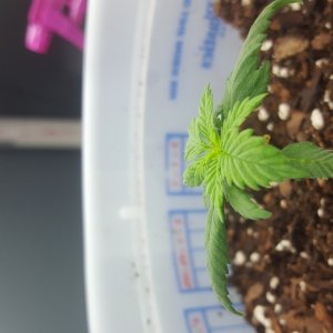 Girl Scout Cookies seedling!