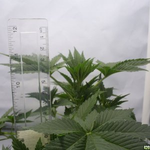 rsz_grow_048