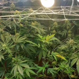 Chernobyl CFL grow 2