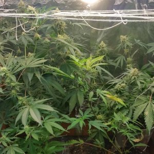 Chernobyl CFL grow 2