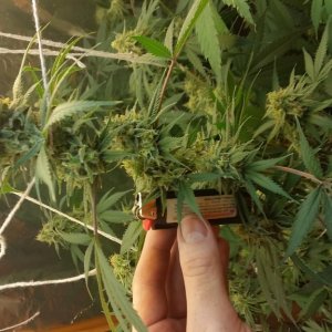 Chernobyl CFL grow 2