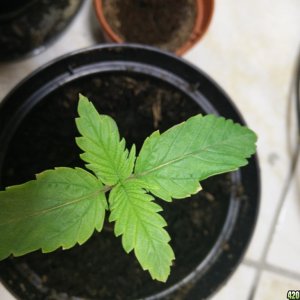 10 Day Old Seedling