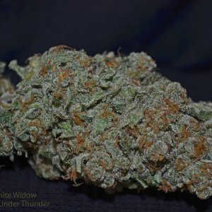 White Widow