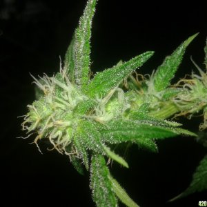 Purple kush  flowering  day 26