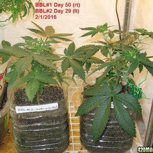 Grow Day 50