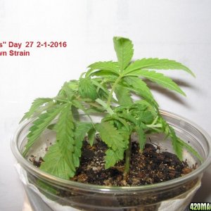 Grow Day 50