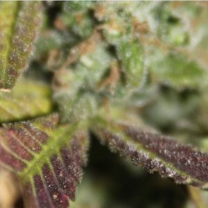 Purple - trichomes (another look)