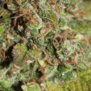 Purple - trichomes (another look)