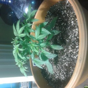 Northern Lights Day 21