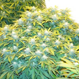 Organic Jilly Bean in Flowering-Day 24-2/8/16