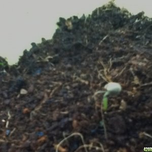 watering cycle for newly germinated seeds in coco coir