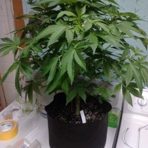 Ams seeds big bud