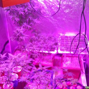 Veg bluedreamxbarberrybrute scrog pine apple express scrog