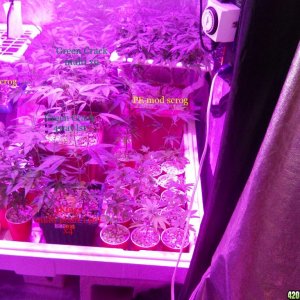 Veg room