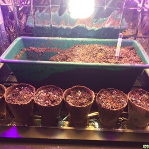 GrowBox_Growing