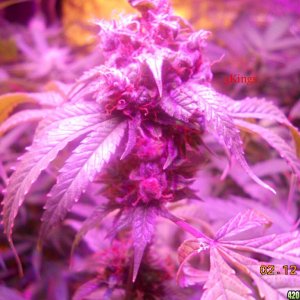 Random bud shots & Flower room shots