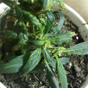 day 37 clones