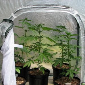 larger greenhouse