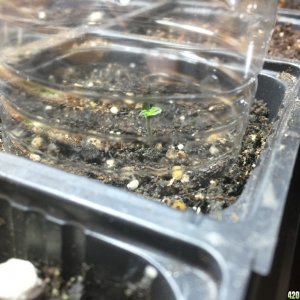 struggling sprout at 1 week under bottom of plastic water bottle