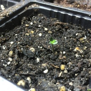 Struggling Sprout at 1 week.