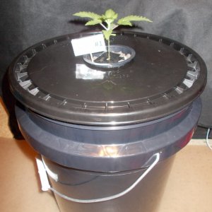 To Transplant a hydro plant or not