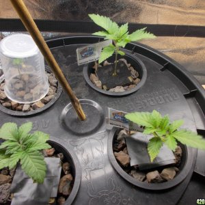 To Transplant a hydro plant or not