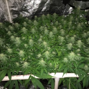 Aurora Indica - scrog