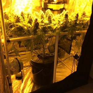 Aurora Indica - scrog wk 10