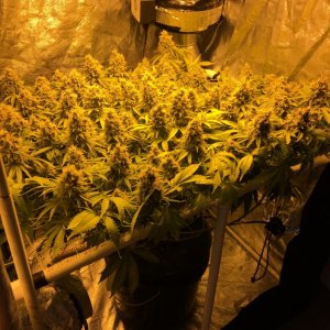 Aurora Indica - scrog wk 10