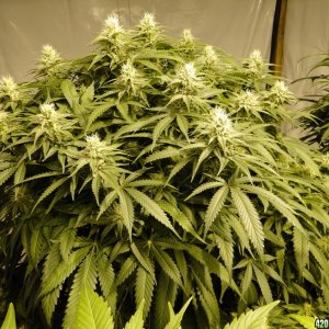 Organic Jilly Bean in Flowering-Day 30-2/14/16