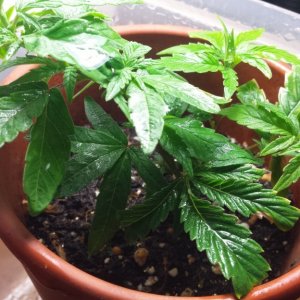 1st clone update 2/16