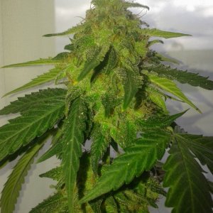 Bomb- auto berry