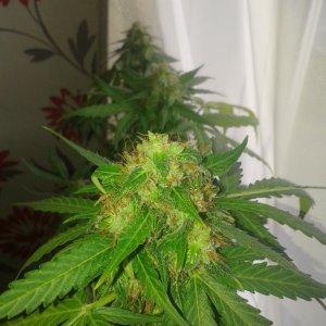 Bomb-auto berry