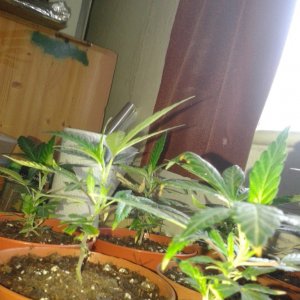 clones rooted