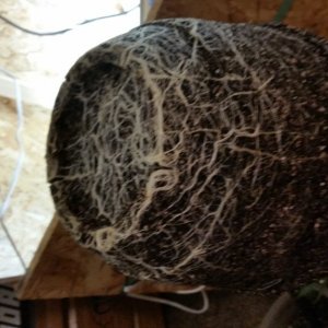 Posibly root bound before transplant