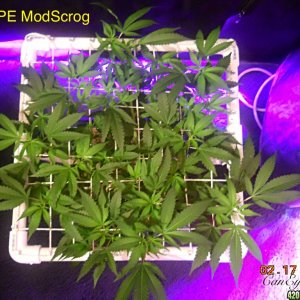 Pineapple Express ModScrog#2