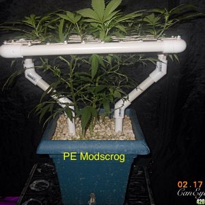 Pineapple Express ModScrog#2