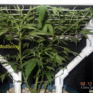 Pineapple Express ModScrog#2