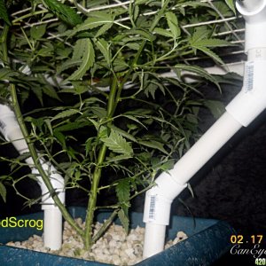 Pineapple Express ModScrog#2