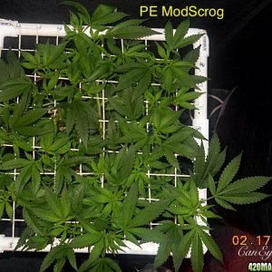 Pineapple Express ModScrog#2