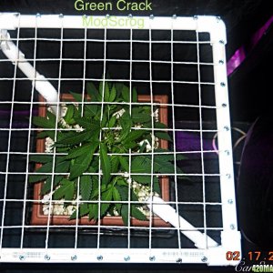 Green Crack ModScrog