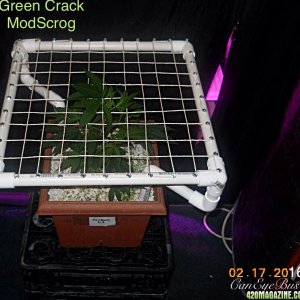 Green Crack ModScrog