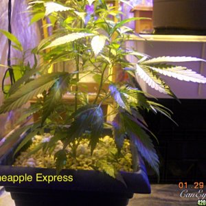 Pineapple Express ModScrog#2