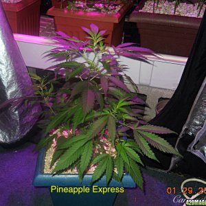 Pineapple Express ModScrog#2