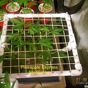 Pineapple express scrog#2 candidate