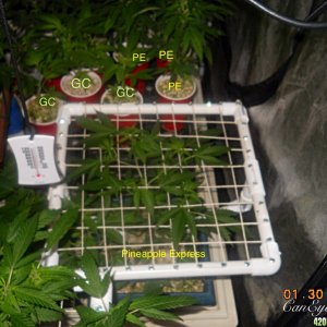 Pineapple express scrog#2 candidate