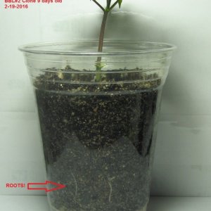 BBL#2 clone with roots 9 days old