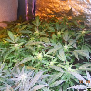 Flower room Pineapple Express modscrog